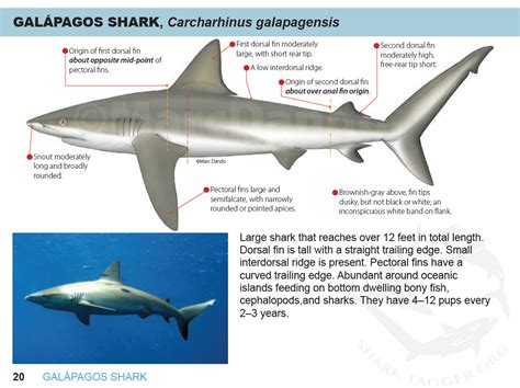 Sharktagger Offshore Shark Identification Guide For Hawaii