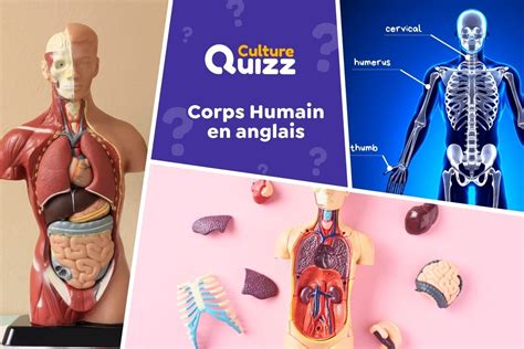 Quiz Le Corps Humain En Anglais Anglais Culture Quizz