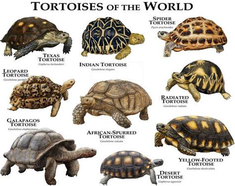 Types Of Pet Tortoises