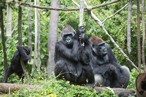 Honoring Leo: Save gorilla habitat with ECO-CELL