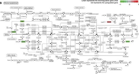 Full Article Identification Of Lncrnas Involved In Biological