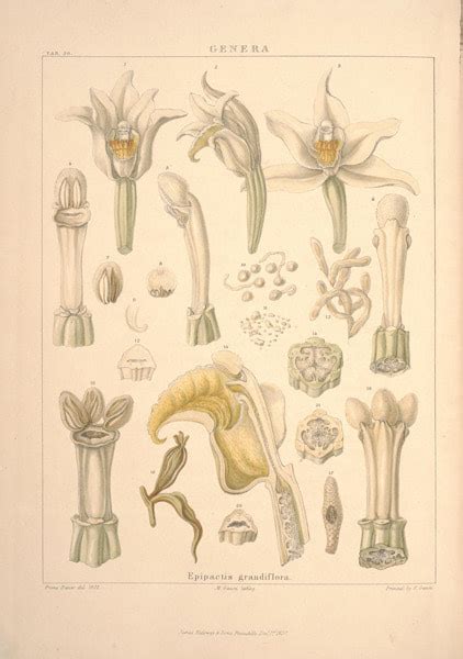 plant forms and anatomy - BOTANICAL ART & ARTISTS