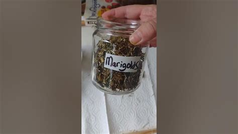 How To Harvest Marigold Seeds To Use Next Spring 🏵️🏵️🏵️ Garden Seed