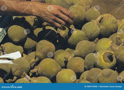 Zapote Fruit for Sale Supermarket Stock Photo - Image of harvest ...