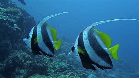 Koh Lanta Diving At Koh Haa Yai Und Koh Haa Lek YouTube