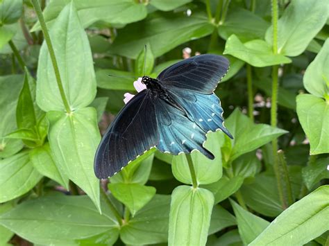 Backyard Butterflies in Virginia (and the southeast U.S.)