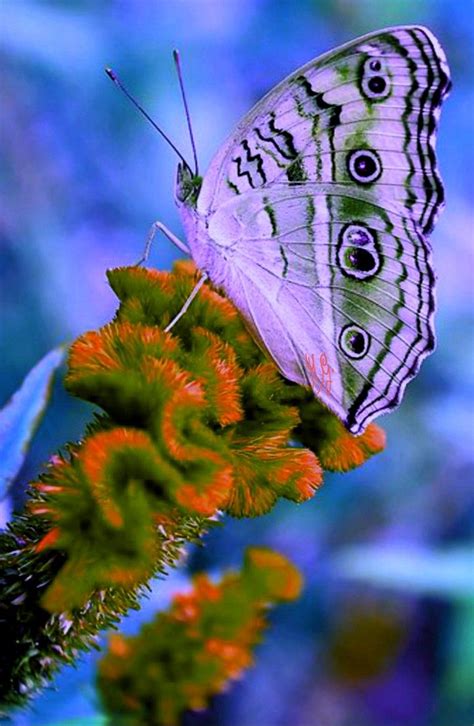 Farfalla Beautiful Butterflies Art Beautiful Butterflies Butterfly