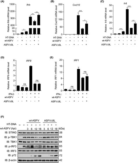 Deletion Of Mgf L Gene From African Swine Fever Virus Weakens