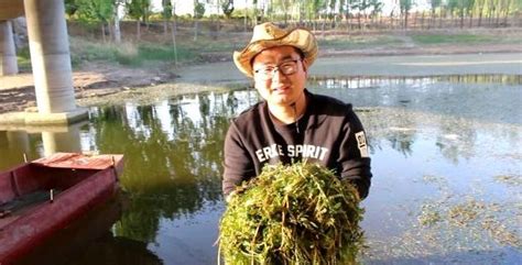 意外收穫野生大鯉魚，小帥卻把它帶回家養魚，能行嗎 每日頭條