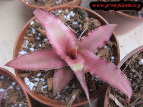 Cryptanthus Bivittatus How To Grow And Care