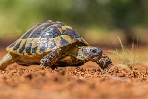 Quelle Alimentation Pour Ma Tortue Hermann