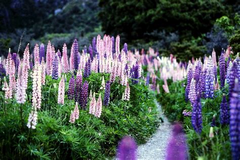 New Zealand Flowers Lupins - Free photo on Pixabay - Pixabay