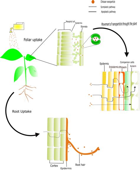 Schematic Diagram Of Chitosan Nanoparticles Uptake And Translocation Download Scientific Diagram