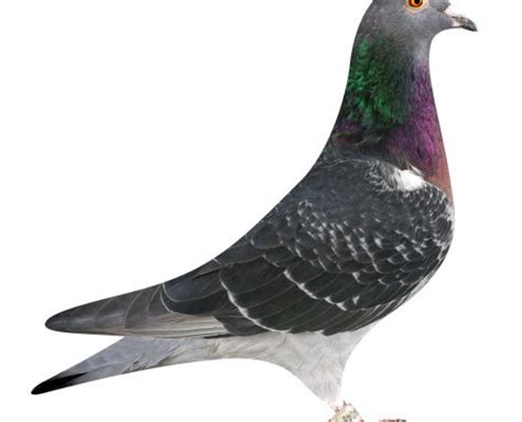 A History Of Pigeon Racing Travipharma Blog