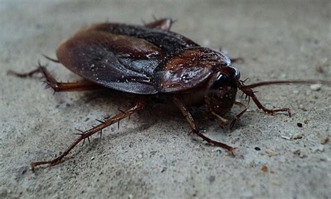 Do Cockroaches Bite What Does A Roach Bite Look Like