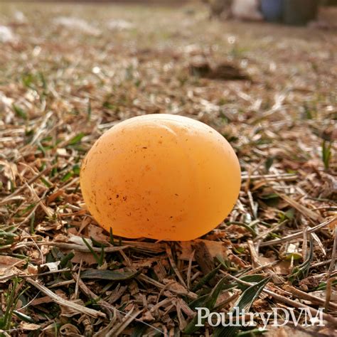 Vitamin Deficiency Chickens Symptoms at Linda Recinos blog