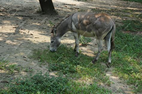 Premium Photo | Donkey in bangladesh national zoo