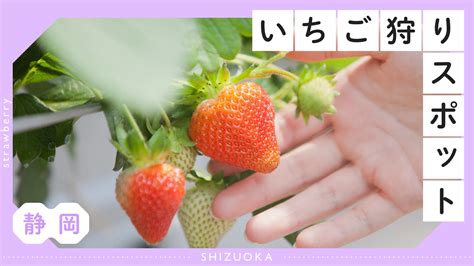 【静岡・日帰り】2025年最新 おすすめいちご狩りスポット12選