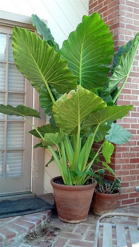 Buy Bulbs Of Rarest Alocasia Portora Elephant Ear Tropical Green