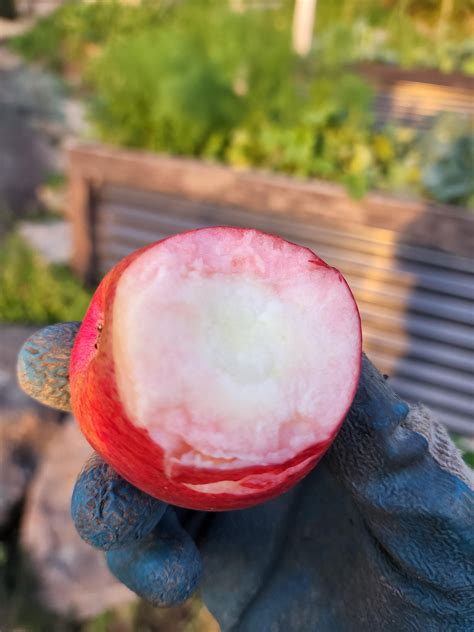 Surprise pink fleshed apple : r/nzgardening