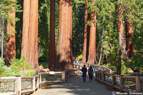 Giant Sequoias im Mariposa Grove - Yosemite Nationalpark