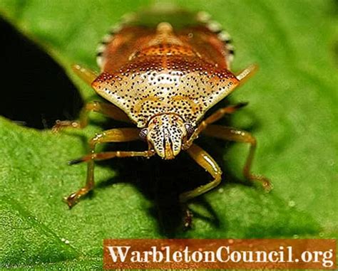 Hemiptera: characteristics, habitat, feeding, examples of species ...