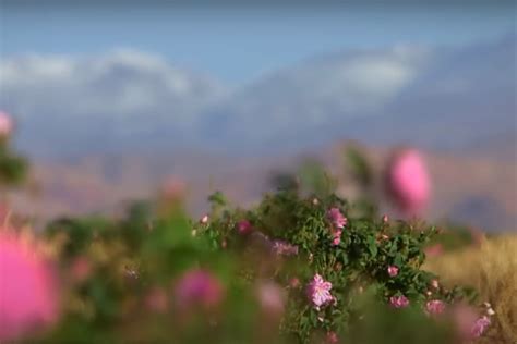 Hydrolat de rose damas bio vallée M gouna une alternative naturelle et