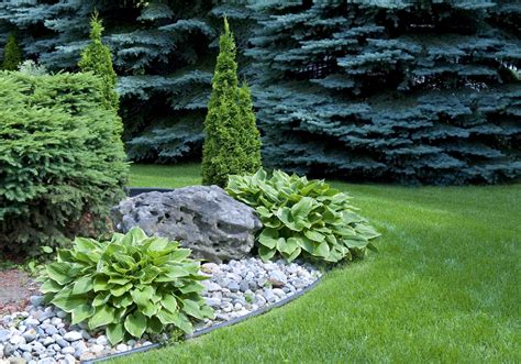 Evergreens With Hosta And Boulders Backyard Landscaping Landscaping