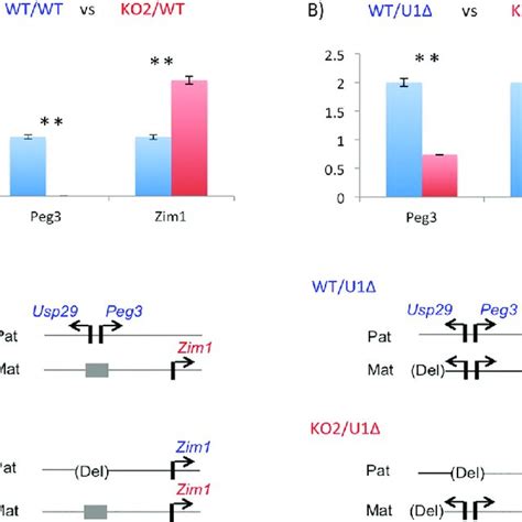 Activation Effects Of The Maternal Allele On The Paternal Allele Of