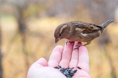 Que peux t on donner à manger aux oiseaux en automne et en hiver