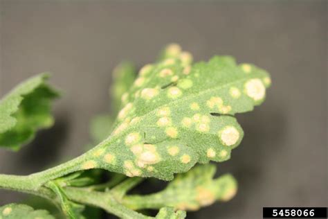 Chrysanthemum White Rust Puccinia Horiana P Hennings