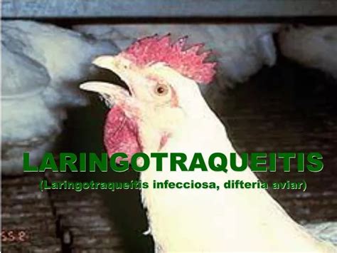 Ppt Laringotraqueitis Laringotraque Tis Infecciosa Difteria Aviar