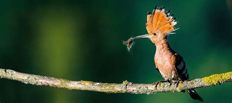 2021 Konkurs fotograficzny Sam na sam z Naturą regulamin i