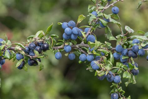 10 BEST Blueberries To Grow In California 2023 Guide The Gardening Dad