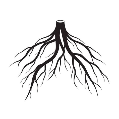 Black Tree Roots Vector Illustration Stock Vector By Rolandtopor