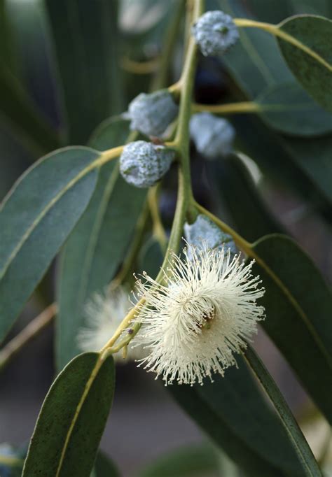 Eucalyptus Tisserand Institute