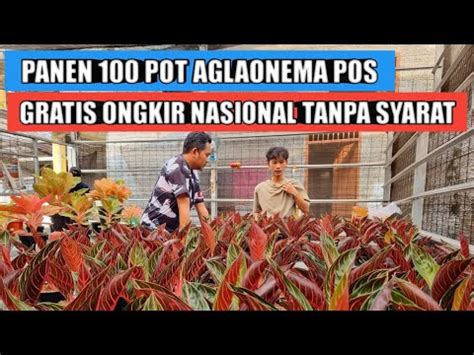 Panen Pot Aglaonema Pride Of Sumatra Gratis Ongkir Tanpa Syarat