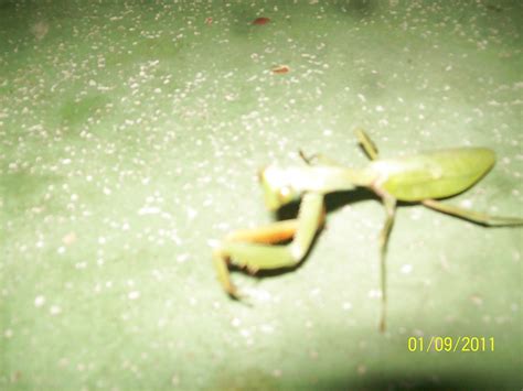 Malay Porn Pictures XXX Photos Sex Images PICTOA