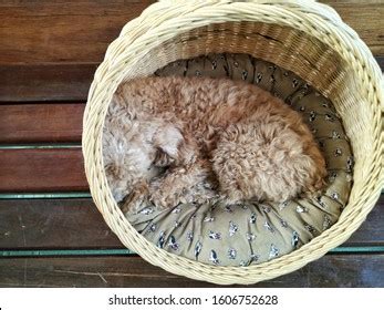 69 Dog Wicker Basket With Bedding And Toys Stock Photos, Images ...