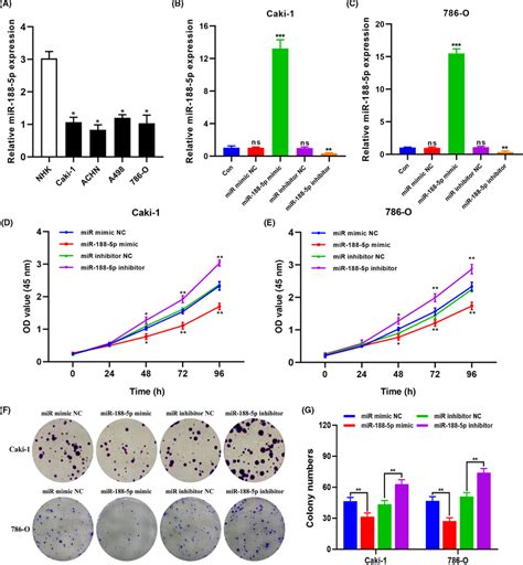 Ectopic Expression Of Microrna Mir ‐188‐5p Inhibits Proliferation And Download Scientific