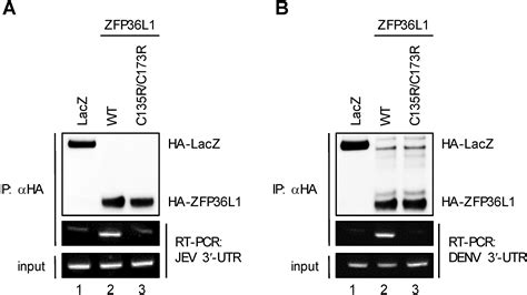 Zinc Finger Protein ZFP36L1 Inhibits Flavivirus Infection By Both 5 3