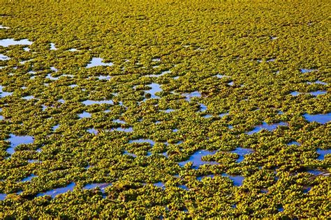 Verde Fazendas Lago Foto Gratuita No Pixabay Pixabay