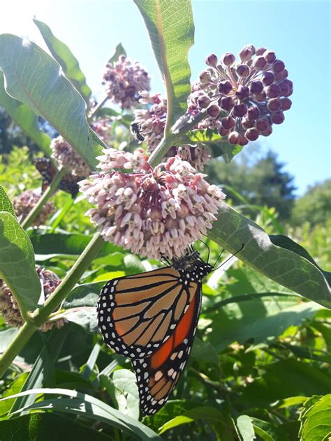 Keeping Milkweed In The Prairie Wildlife Preservation Canada Blog