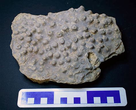 Louisville Fossils and Beyond: Arachnophyllum Colonial Coral Fossil