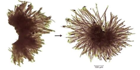 Phaeophyta Diagram