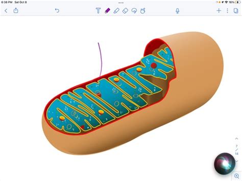 Anatomy Of The Mitochondria Flashcards Quizlet