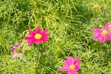 Garten Navi Fiederbl Ttriges Schmuckk Rbchen Cosmos Bipinnatus Sorten