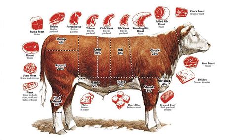 Steak Cuts Cow Diagram