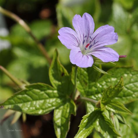 geranium nodosum claire austin