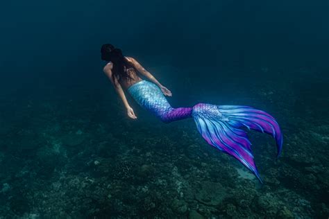 ‘real Life Mermaid Stands Her Ground As Shark Swims Directly Toward